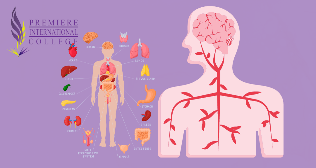 Human Anatomy and Physiology I