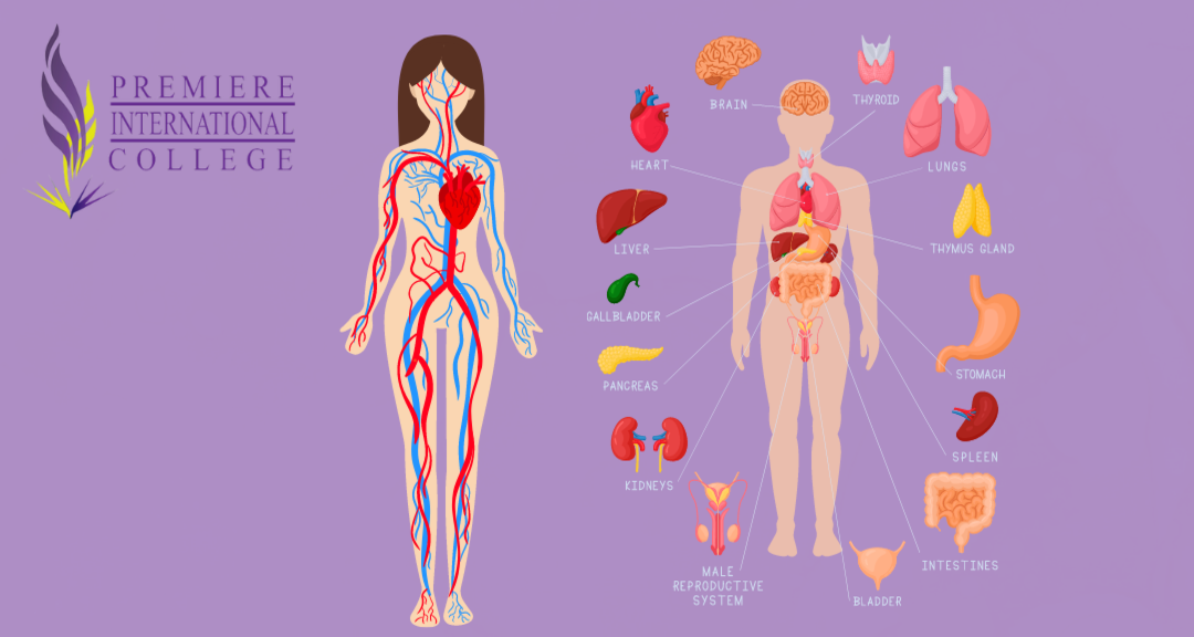 Human Anatomy and Physiology II and Lab